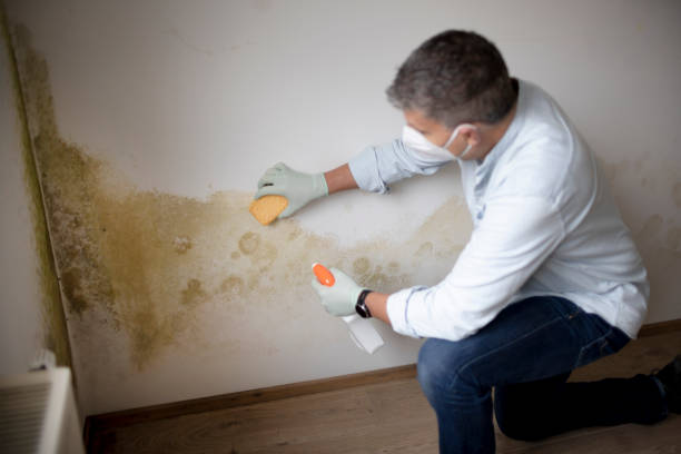 Best Biohazard Mold Removal  in Deming, NM